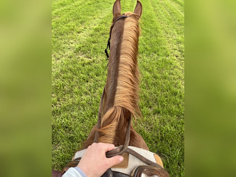 Westfaliano Caballo castrado 11 años 170 cm Alazán in Diemelsee