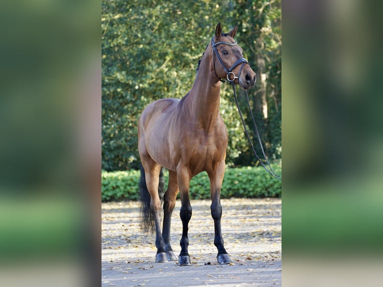 Westfaliano Caballo castrado 11 años 170 cm Castaño in Horstmar