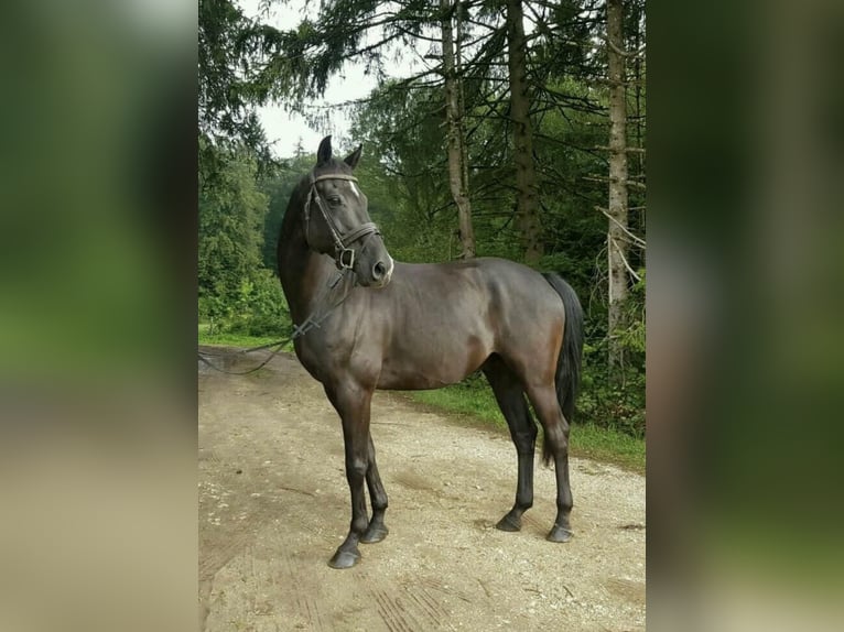 Westfaliano Caballo castrado 11 años 170 cm Negro in Trochtelfingen