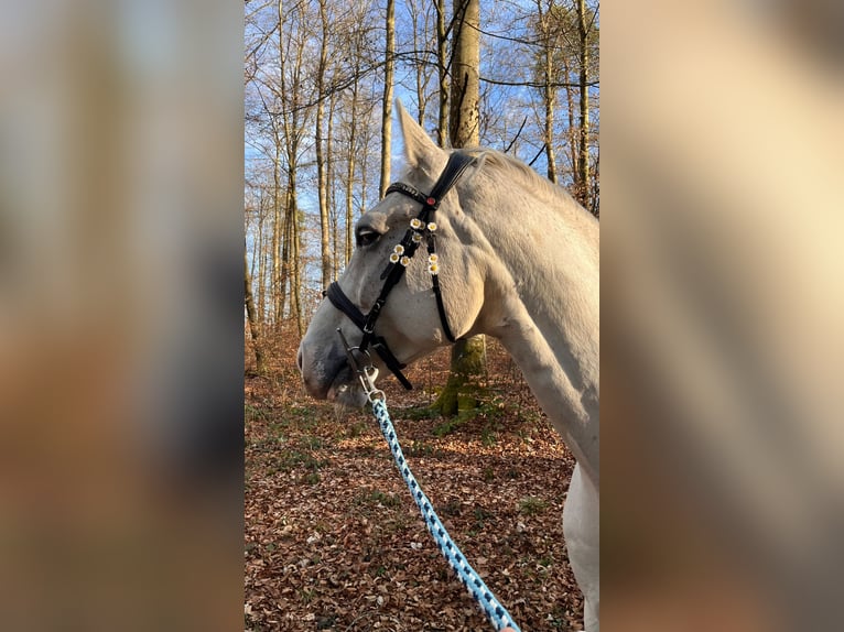 Westfaliano Caballo castrado 11 años 170 cm Tordo in Weil der Stadt