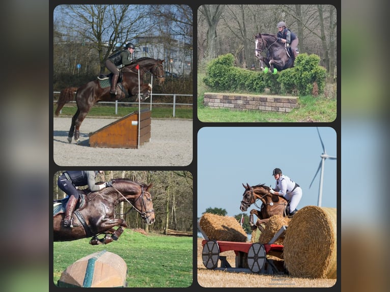 Westfaliano Caballo castrado 11 años 171 cm Alazán-tostado in Velbert