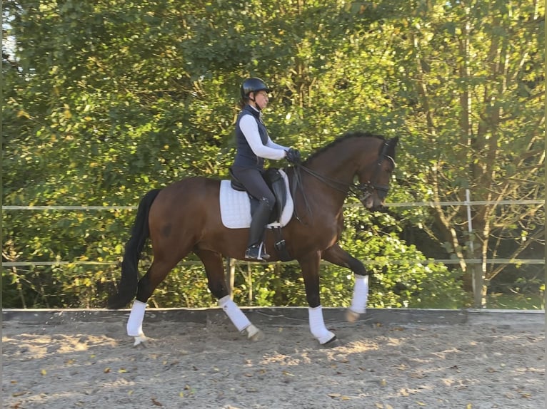 Westfaliano Caballo castrado 11 años 171 cm Castaño in Brunn