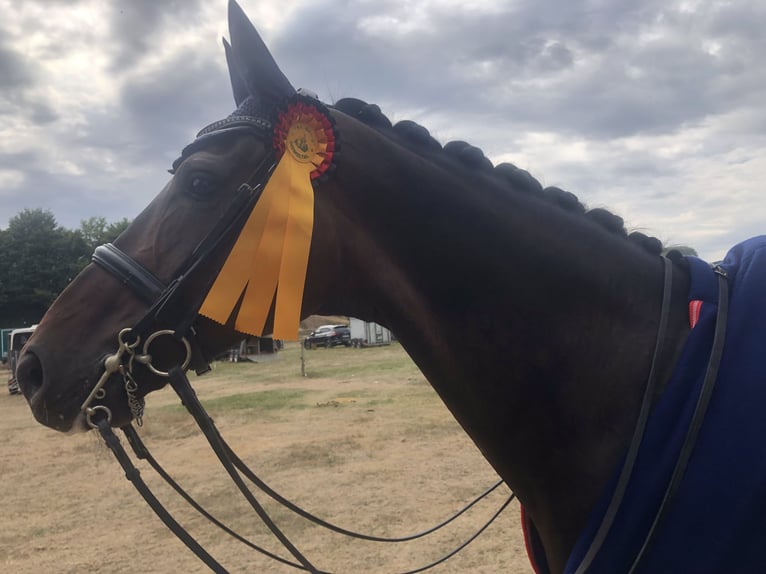 Westfaliano Caballo castrado 11 años 172 cm Castaño in Paderborn