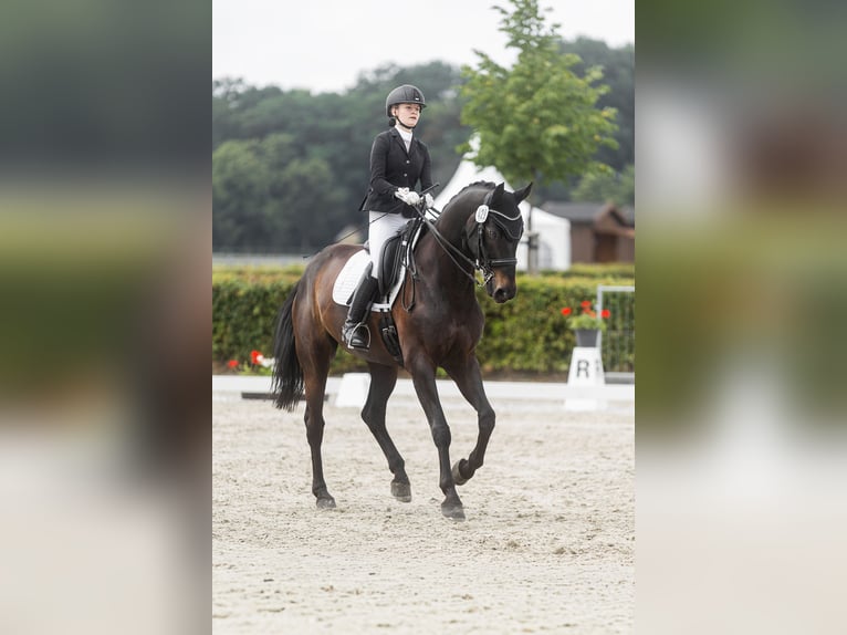 Westfaliano Caballo castrado 11 años 172 cm Castaño in Wagenitz