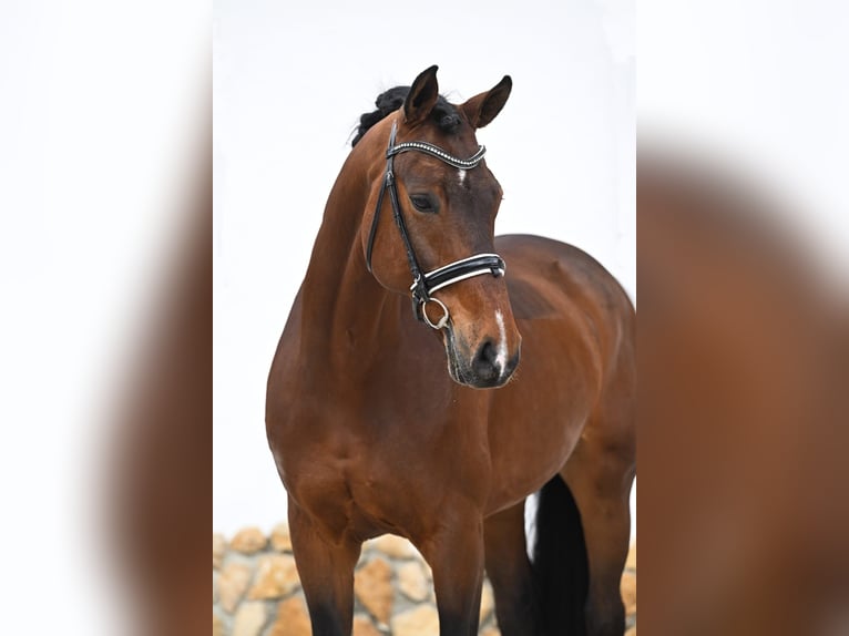 Westfaliano Caballo castrado 11 años 172 cm Castaño oscuro in Tauberrettersheim