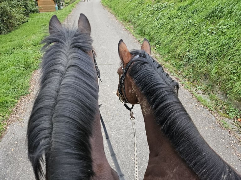 Westfaliano Caballo castrado 11 años 173 cm Castaño in Buggingen