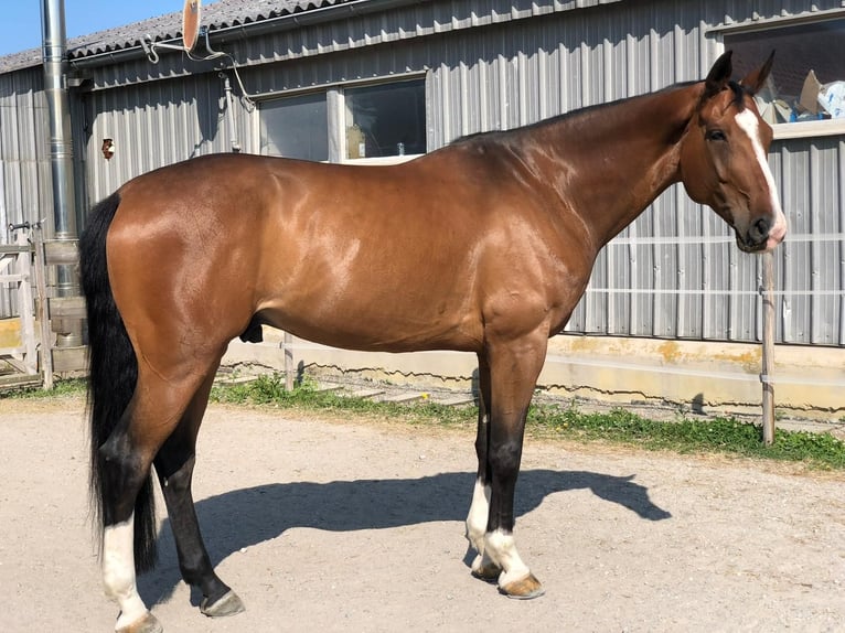 Westfaliano Caballo castrado 11 años 173 cm Castaño in Hechingen