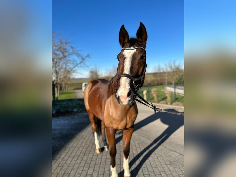 Westfaliano Caballo castrado 11 años 173 cm Castaño in Hechingen