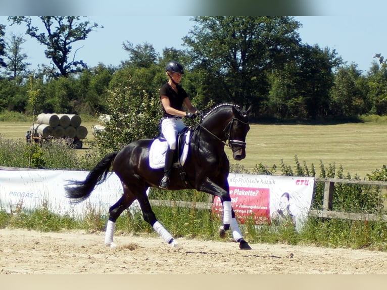 Westfaliano Caballo castrado 11 años 173 cm Morcillo in Iserlohn