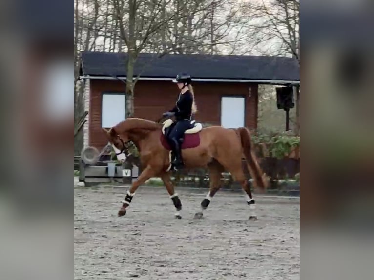 Westfaliano Caballo castrado 11 años 174 cm Alazán in Hamburg