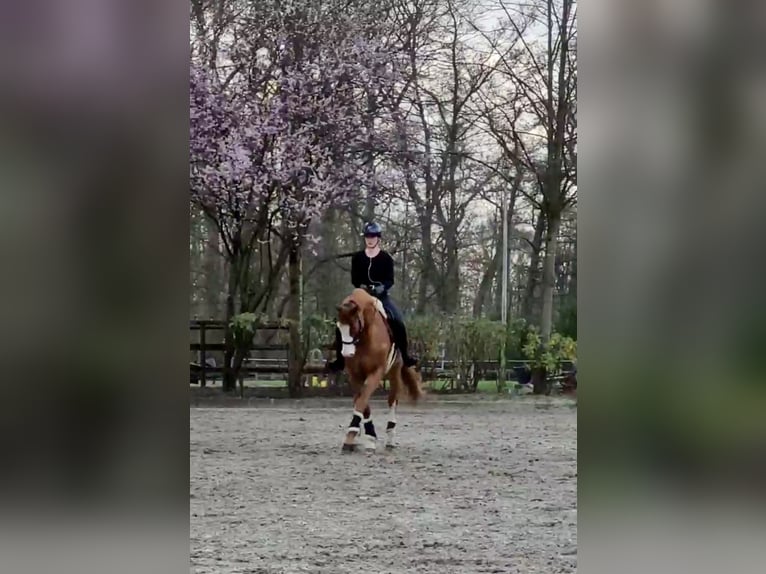 Westfaliano Caballo castrado 11 años 174 cm Alazán in Hamburg