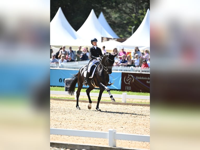 Westfaliano Caballo castrado 11 años 174 cm Negro in Baldham
