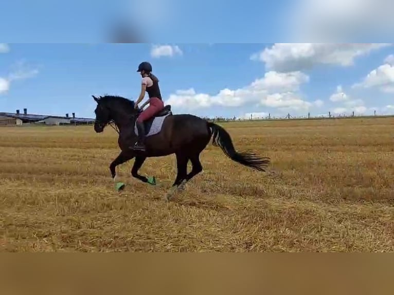Westfaliano Caballo castrado 11 años 174 cm Negro in Bielefeld