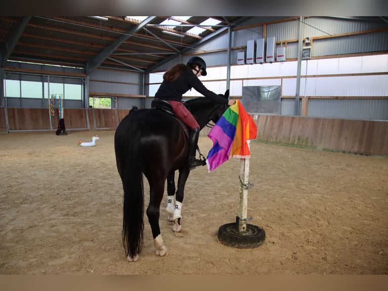 Westfaliano Caballo castrado 11 años 174 cm Negro in Bielefeld
