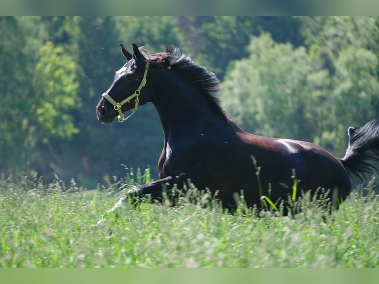 Westfaliano Caballo castrado 11 años 174 cm Negro in Bielefeld