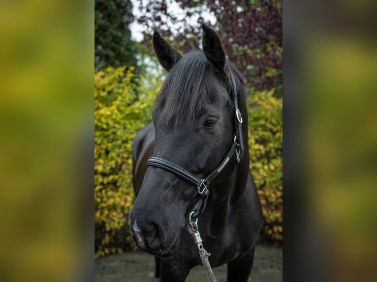 Westfaliano Caballo castrado 11 años 174 cm Negro in Senden