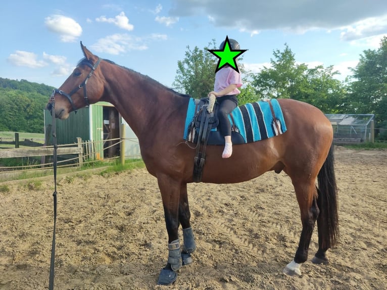 Westfaliano Caballo castrado 11 años 175 cm Castaño in Hagen am Teutoburger Wald