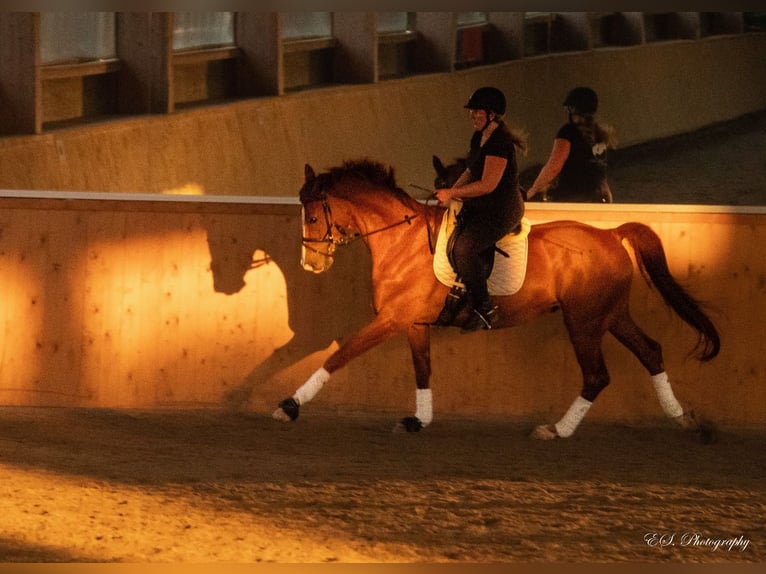 Westfaliano Caballo castrado 11 años 176 cm Alazán in Wolfsheim