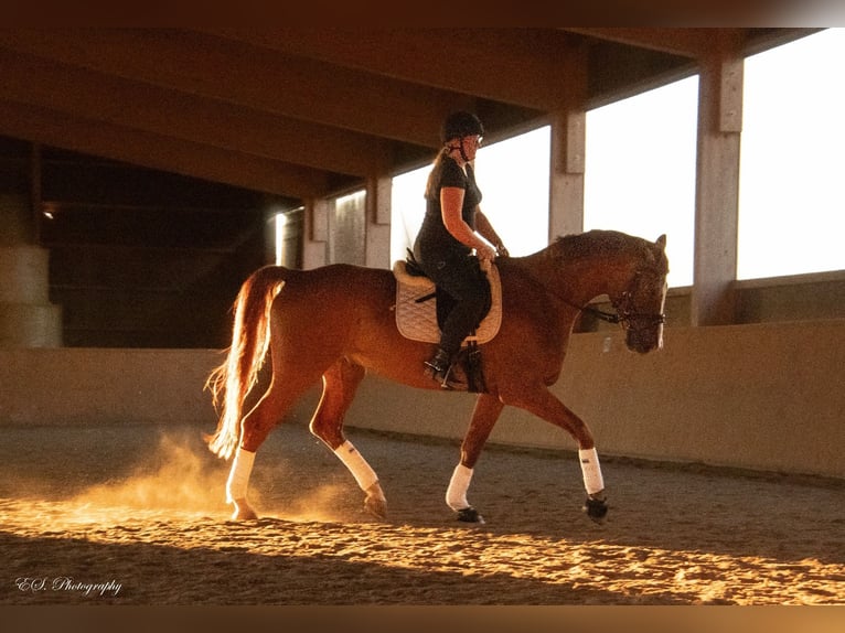 Westfaliano Caballo castrado 11 años 176 cm Alazán in Wolfsheim