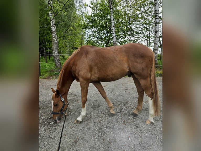 Westfaliano Caballo castrado 11 años 176 cm Alazán in Ratingen