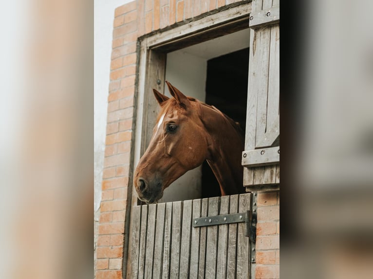 Westfaliano Caballo castrado 11 años 182 cm Alazán in Győr-Moson-Sopron megye