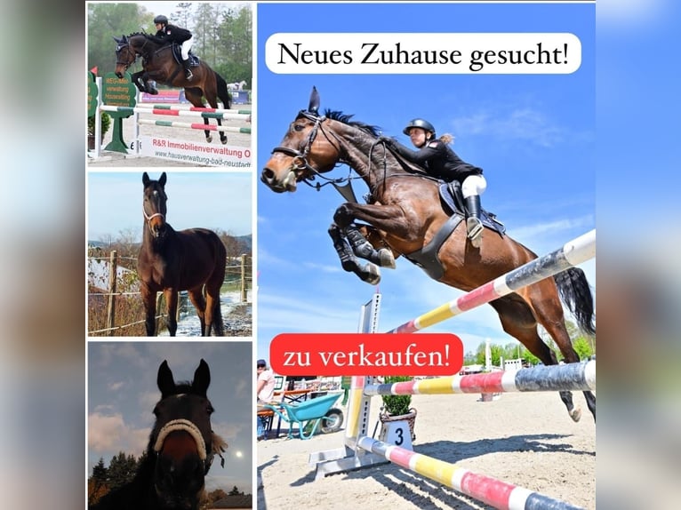 Westfaliano Caballo castrado 11 años 183 cm Castaño in Burgkunstadt