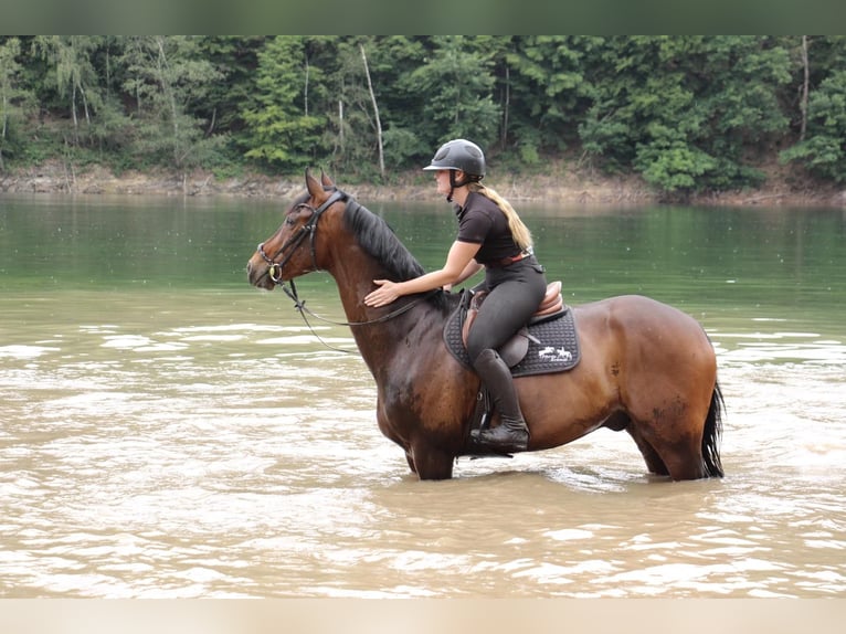 Westfaliano Caballo castrado 12 años 165 cm Castaño oscuro in Overath
