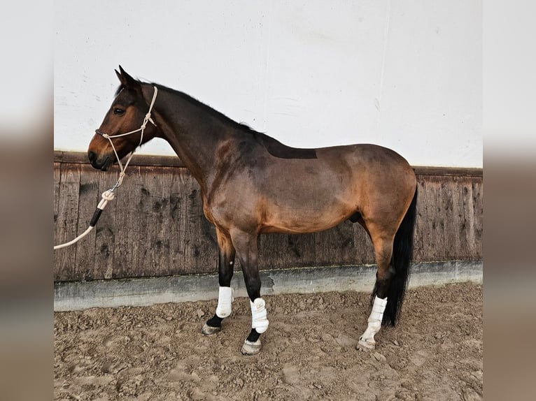 Westfaliano Caballo castrado 12 años 166 cm Castaño in Vernouillet