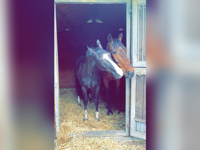 Westfaliano Caballo castrado 12 años 166 cm Negro in Cuxhaven