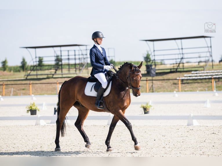 Westfaliano Caballo castrado 12 años 167 cm Castaño in Bednary