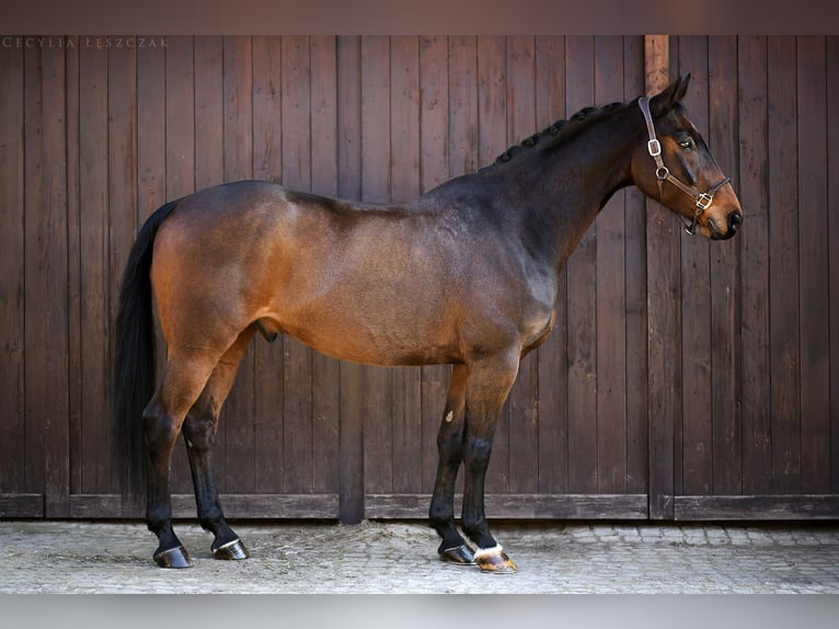 Westfaliano Caballo castrado 12 años 167 cm Castaño rojizo in Kaczyna