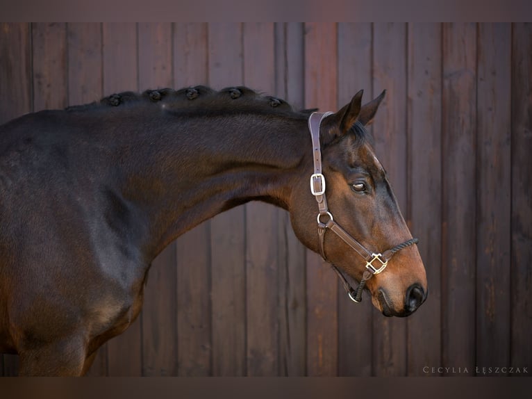 Westfaliano Caballo castrado 12 años 167 cm Castaño rojizo in Kaczyna