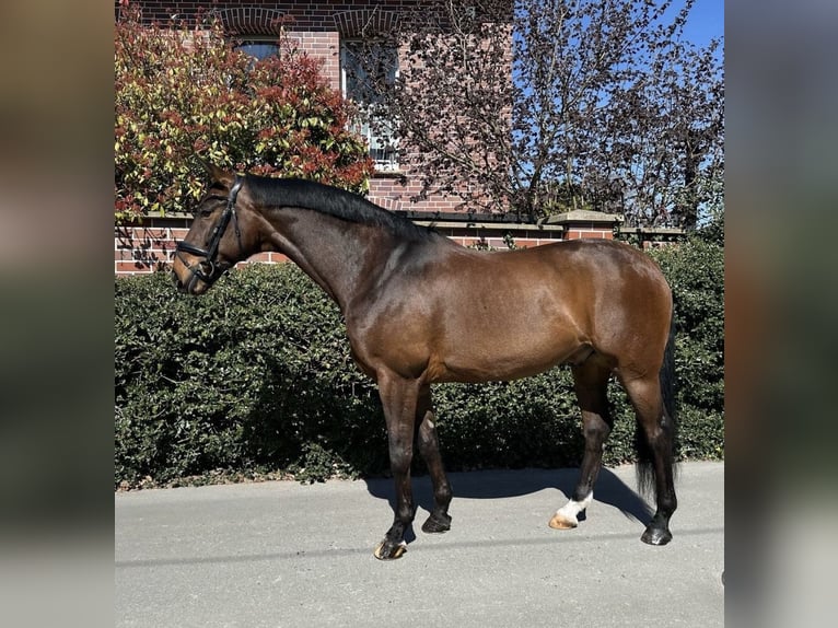 Westfaliano Caballo castrado 12 años 168 cm Castaño in Dortmund