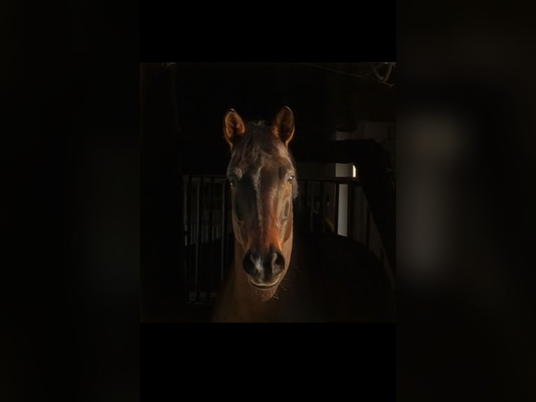 Westfaliano Caballo castrado 12 años 168 cm Castaño in Dortmund