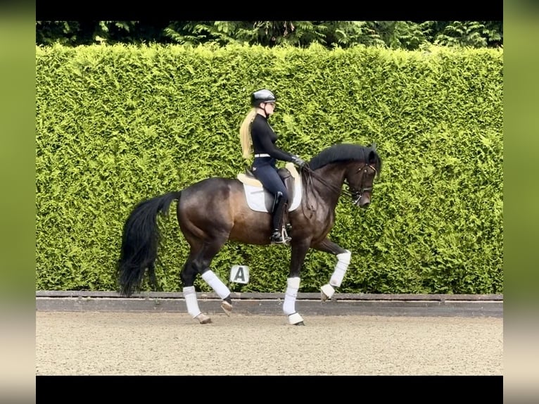 Westfaliano Caballo castrado 12 años 168 cm Castaño oscuro in Bönen