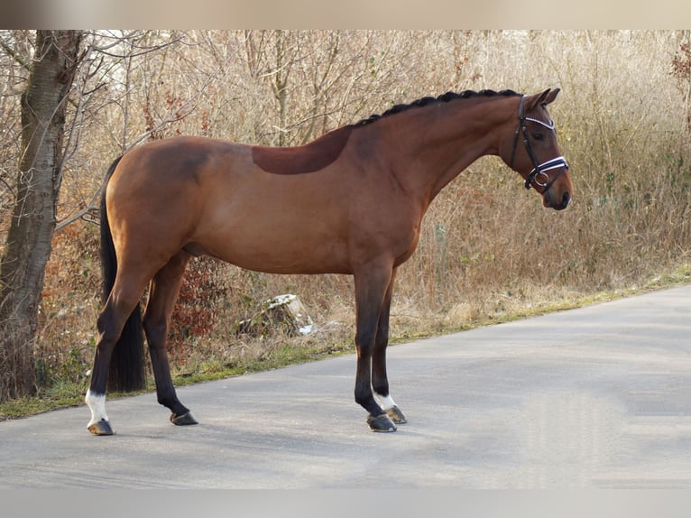 Westfaliano Caballo castrado 12 años 169 cm Castaño in Gleichen
