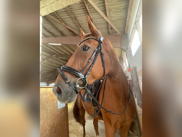 Westfaliano Caballo castrado 12 años 170 cm Alazán in Soest