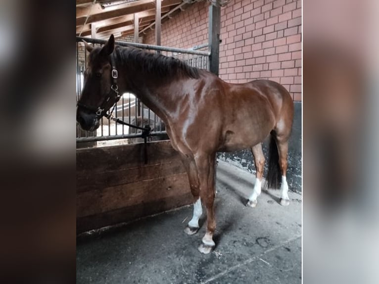 Westfaliano Caballo castrado 12 años 172 cm Alazán-tostado in Verl