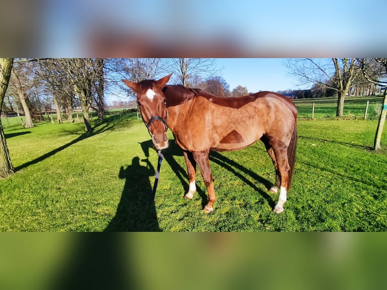 Westfaliano Caballo castrado 12 años 172 cm Alazán-tostado in Verl