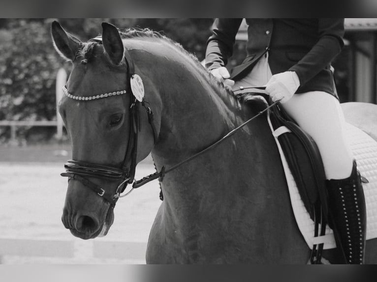 Westfaliano Caballo castrado 12 años 172 cm Castaño in B&#xFC;ren