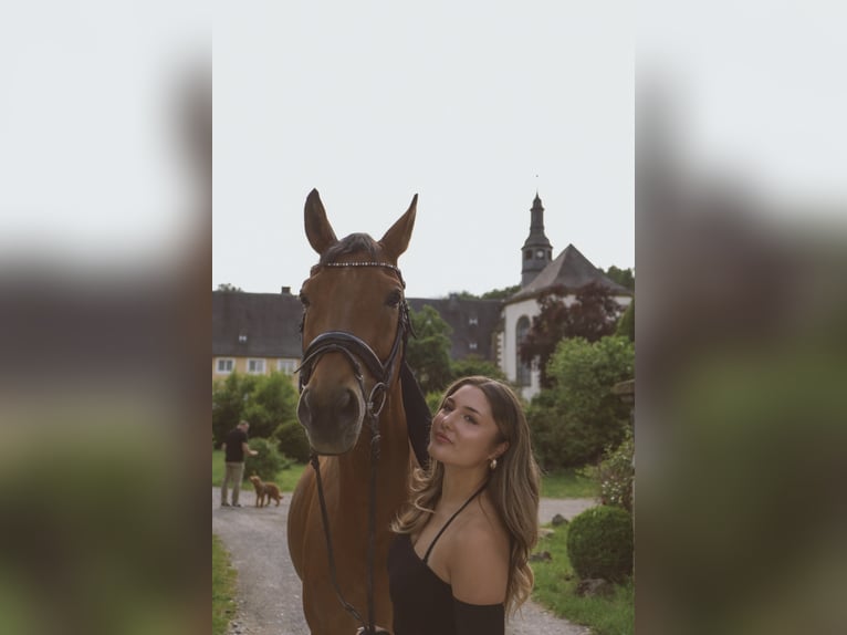 Westfaliano Caballo castrado 12 años 172 cm Castaño in B&#xFC;ren