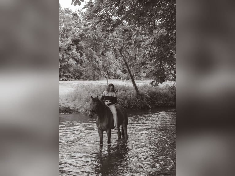 Westfaliano Caballo castrado 12 años 172 cm Castaño in B&#xFC;ren