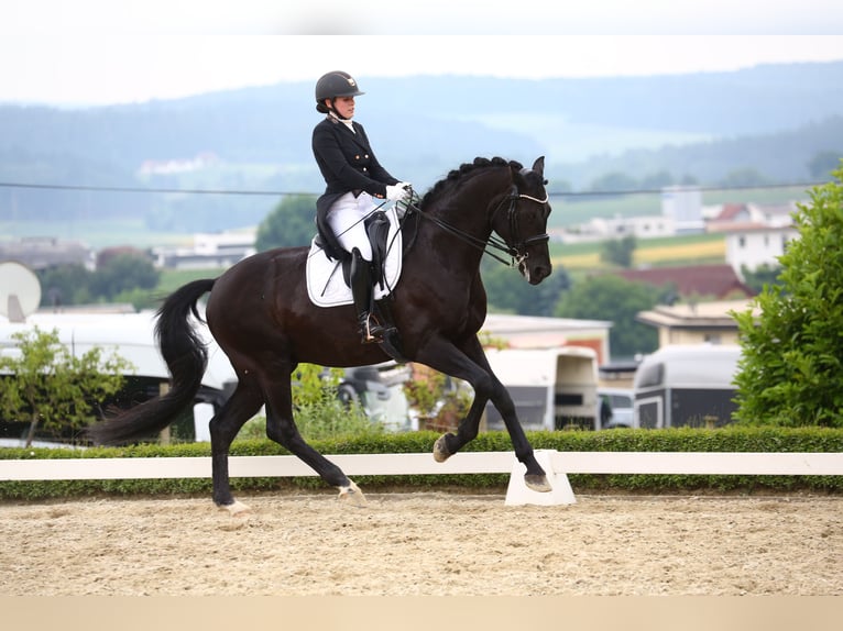 Westfaliano Caballo castrado 12 años 172 cm Negro in Oisnitz