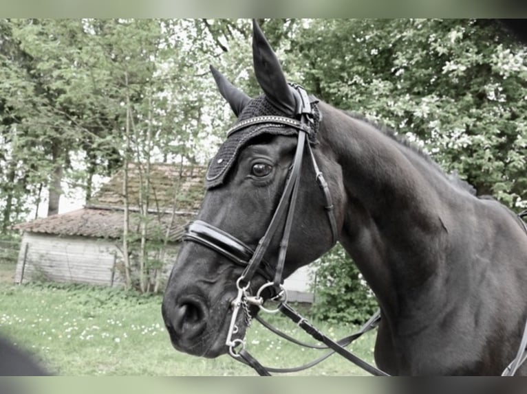 Westfaliano Caballo castrado 12 años 173 cm Negro in Karlsfeld