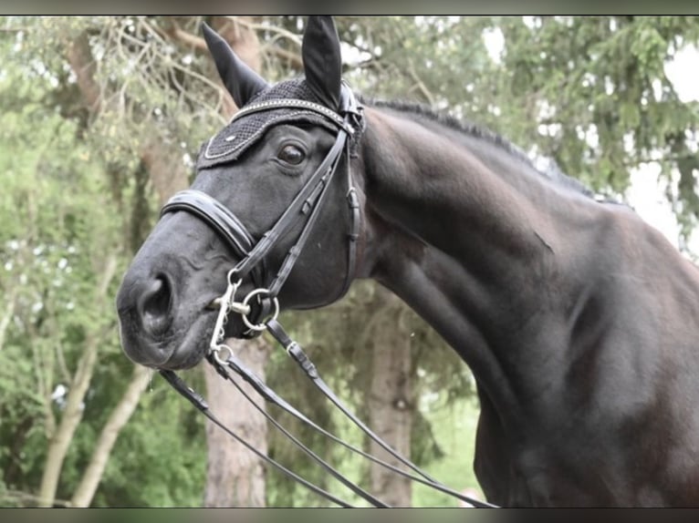 Westfaliano Caballo castrado 12 años 173 cm Negro in Karlsfeld