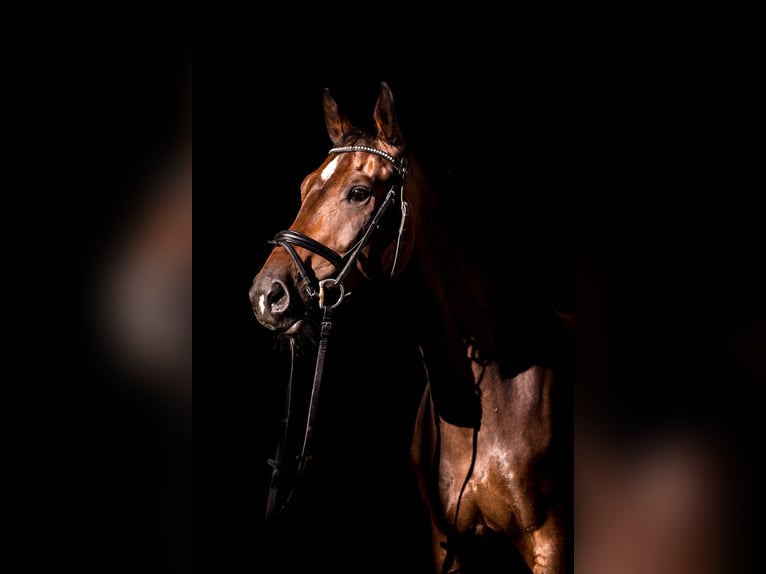 Westfaliano Caballo castrado 12 años 174 cm Castaño oscuro in Blieskastel