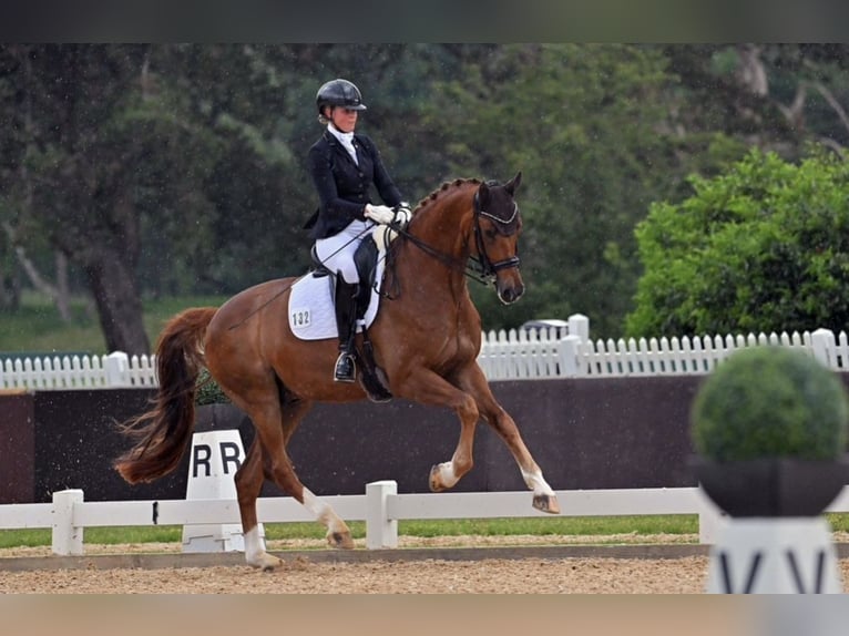 Westfaliano Caballo castrado 12 años 175 cm Alazán in Goldkronach