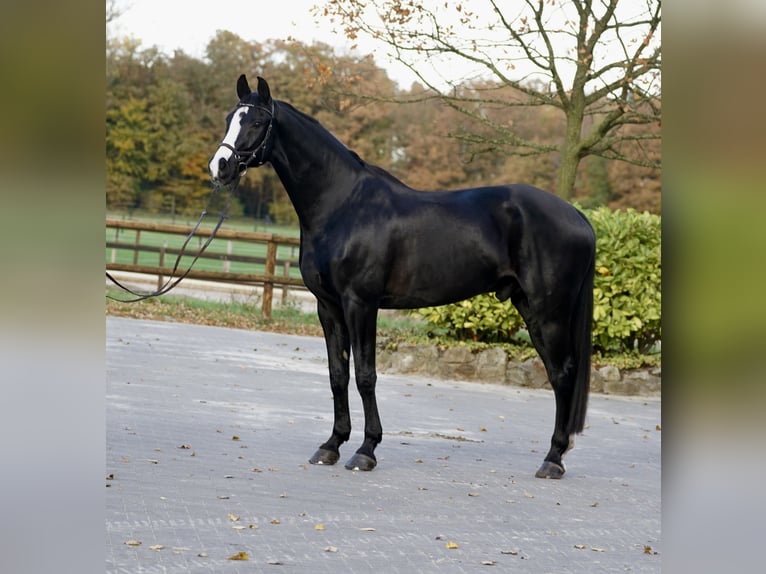 Westfaliano Caballo castrado 12 años 176 cm Negro in Horstmar