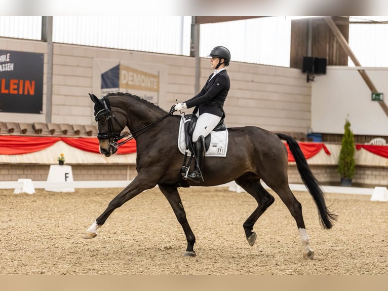 Westfaliano Caballo castrado 12 años 179 cm Castaño oscuro in Lautertal