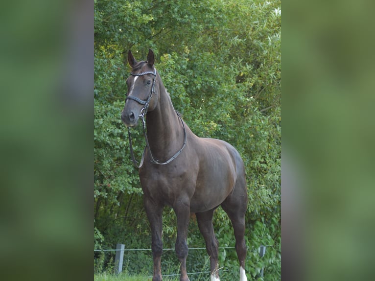 Westfaliano Caballo castrado 12 años 182 cm Alazán-tostado in Diekhusen